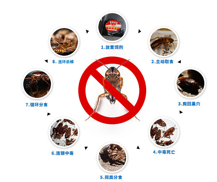 雷速在线注册-雷速（中国）杀蟑饵剂可连环杀蟑